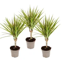 Exotenherz zweifarbiger Drachenbaum - Dracaena marginata Bicolor - Set mit 3 Pflanzen