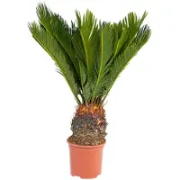 Exotenherz Japanischer Palmfarn - Cycas revoluta im 14cm Topf