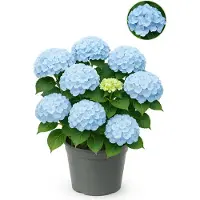Exotenherz - Hortensia - Hydrangea Forever & Ever - Blau - 7-12 Blüten - 23cm Topf