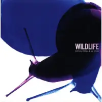 Rpm/Cherry Red Wildlife 2CD Remastered and Expanded Edition von Anthony Phillips/ Joji Hirota / / CD