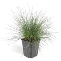 Exotenherz Ziergras Blauschwingelgras Festuca Glauca Elijah Blue 9cm Topf Set mit 60 Pflanzen