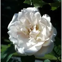 Baumschule Edelrose Mme Alfred Carriere 30-60cm