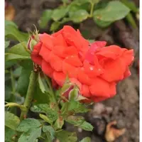 Baumschule Floribundarose Meteor 30-60cm
