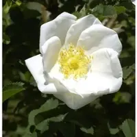 Baumschule Pimpernell Rose 40-60cm - Rosa pimpinellifolia