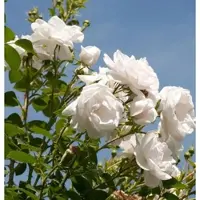 Baumschule Kletterrose Hella 30-60cm