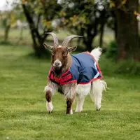 Horseware Goat Coat 200g, Größe:160 cm / 7'0, Farbe:Navy/Red