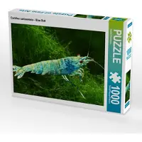 CALVENDO Puzzle Caridina cantonensis - Blue Bolt | 1000 Teile Lege-Größe 64x48cm Foto-Puzzle für glückliche Stunden