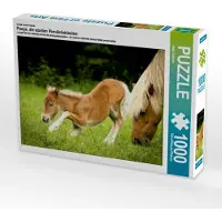CALVENDO Puzzle Ein Motiv aus dem Kalender Ponys, die starken Persönlichkeiten | 1000 Teile Lege-Größe 64x48cm Foto-Puzzle für glückliche Stunden