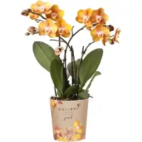 Kolibri Orchideen | Orange-goldene Phalaenopsis-Orchidee - Jewel Las Vegas - Topfgröße Ø12cm | blühende Topfpflanze - frisch vom Züchter