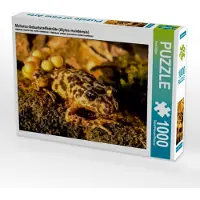 CALVENDO Puzzle Mallorca-Geburtshelferkröte (Alytes muletensis) | 1000 Teile Lege-Größe 64x48cm Foto-Puzzle für glückliche Stunden