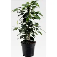 Markenlos Ficus benjamina Danielle weinende Feigenpflanze für Zuhause oder das Büro (30-40 cm mit Topf)