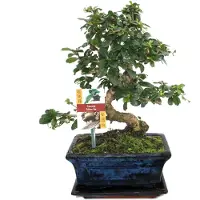 Exotenherz Bonsai Fukientee - Carmona microphylla - ca. 8 Jahre