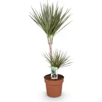 Oasis of Life Dracaena Marginata Bicolor pflegeleicht Drachenbaum in Grün 90-100cm 21cm Deko