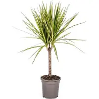 Oasis of Life Dracaena Marginata Sunray Drachenbaum Ø17cm 60-80cm pflegeleicht Zimmerpflanze