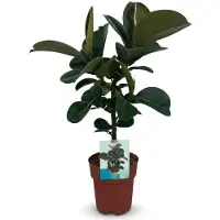 Oasis of Life Ficus elastica Cloe Gummibaum 65cm 19cm Zimmerpflanze pflegeleicht große Deko