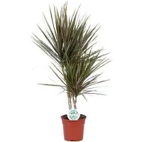 Oasis of Life Drachenbaum Dracaena Bicolor Zimmerpflanze Ø17cm 75cm pflegeleicht luftreinigend