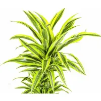 Oasis of Life Drachenbaum Dracaena Deremensis Lemon Lime Exotische Zimmerpflanze grün Ø24cm