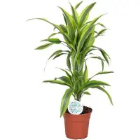 Oasis of Life Drachenbaum Dracaena Lemon Lime Zimmerpflanze Ø17cm 65cm pflegeleicht Wohnzimmer