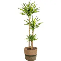 Oasis of Life Drachenbaum Dracaena deremensis Rikki mit Korb 130-150cm 24cm Zimmerpflanze pflegeleicht grüne Blattpflanze für Wohnzimmer Büro Flur moderne große Grünpflanze