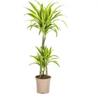 Oasis of Life Drachenbaum Dracaena Deremensis Lemon Lime Zimmerpflanze Ø21cm 90-110cm hoch