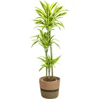 Oasis of Life Dracaena Deremensis Lemon Lime inkl. Naturkorb 130-150cm Ø24cm Zimmerpflanze