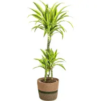 Oasis of Life Dracaena Deremensis Lemon Lime inkl. Naturkorb 90-110cm Ø21cm immergrün Deko