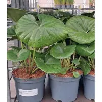 GRDplanten Farfugium jap. 'Giganteum' - Riesen-Löwenmaulpflanze 30- 40 cm Container