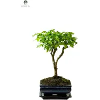 Frosch Glasreiniger für Fenster, Spiegel und andere Glasflächen mit Sprühfunktion, 0,5 l