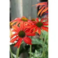 Echinacea purpurea 'Tomato Soup', Sonnenhut, rot, ca. 11x11 cm Topf