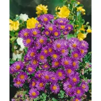Pflanzen für Dich Aster novae-angliae 'Violetta', Herbstaster, violett, ca. 9x9 cm Topf