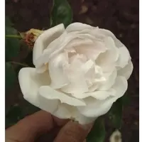 Baumschule Kletterrose Auguste Gervaise 30-60cm