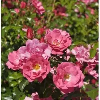 Baumschule Kletterrose Heidetraum Plus 30-60cm
