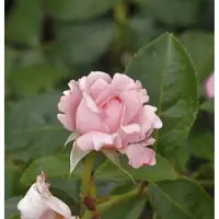 Baumschule Delbard Rose La Rose de Molinard 30-60cm