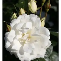 Baumschule Floribundarose Princess of Wales 30-60cm
