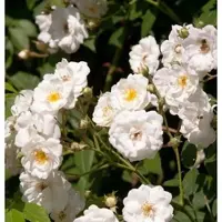 Baumschule Kletterrose Rambling Rector 30-60cm