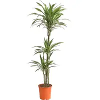 Dehner Drachenbaum White Stripe, dreitriebig, ca. 140-150 cm, Ø Topf 24 cm, Zimmerpflanze