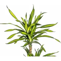 Oasis of Life Drachenbaum Dracaena deremensis Rikki 90-110cm 21cm Zimmerpflanze pflegeleicht