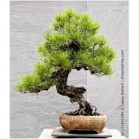 Markenlos Anzuchtset für Japanische Bonsai (Schwarzkiefer Pinus thunbergii)