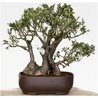 Markenlos Bonsai Anzuchtset Ölbaum/Olive (Olea europea)