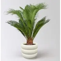 Pflanzen-Kölle Palmfarn, Topf-Ø 17 cm, Höhe ca. 60 cm, in Topf Byron