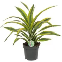 Oasis of Life Drachenbaum Dracaena Lemon Lime Ø17cm H40cm pflegeleicht Zimmerpflanze Deko