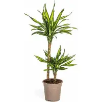 Oasis of Life 70-90cm 19cm Zimmerpflanze Grünpflanze Topfpflanze - Dracaena Drachenbaum Deko