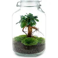 Oasis of Life Flaschengarten DIY Bausatz Ficus Ginseng Bonsai Selbstbewässerndes Mini Ø18cm