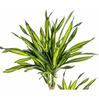 Oasis of Life Dracaena deremensis Rikki Drachenbaum 130-150cm 24cm Zimmerpflanze pflegeleicht