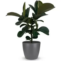 Oasis of Life Ficus Elastica Cloe Gummibaum 65cm große grüne Blätter Ø19cm pflegeleicht Deko