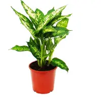 Exotenherz Dieffenbachia "compacta" - 17cm Topf