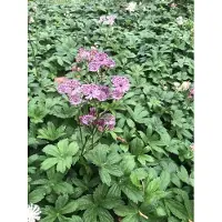 Brandless 6 x Astrantia major 'Primadonna' - Zeeland-Knoten im Topf 9x9 cm