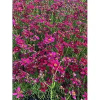 Brandless 6 x Coreopsis verticillata 'Ruby Red' - Jungfernaugen im 9x9 cm Topf