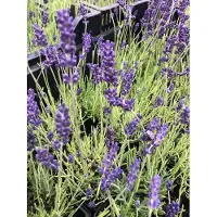 Brandless 6 x Lavandula angustifolia 'Hidcote' - Lavendel im topf 9 x 9 cm