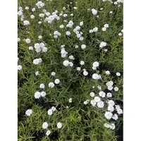 Brandless 6 x Achillea ptarmica 'Peter Baumwolletail' - Schafgarbe im topf 9 x 9 cm